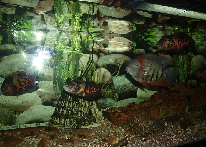 فندق Francisco Javier آكورونيا