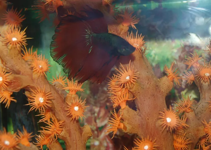 فندق Francisco Javier